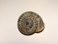 Chilostoma cingulatum colubrinum